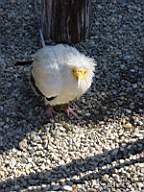 DSC00705.JPG